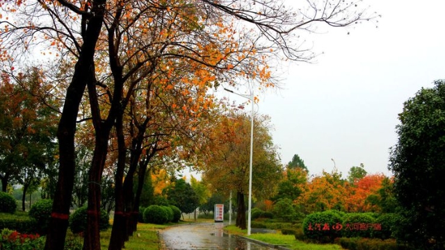 詩情畫意！秋冬之交一場雨 別樣周口落葉美